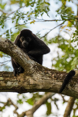 Wild mantled howler monkey in the rainforest of Carara National Park in Costa Rica