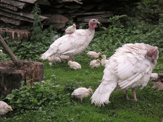 White domestic turkeys grazing on the grass. Turkeycock, turkey, chicks in rustic scene with stump and ax. Concept of sacrifice, prey