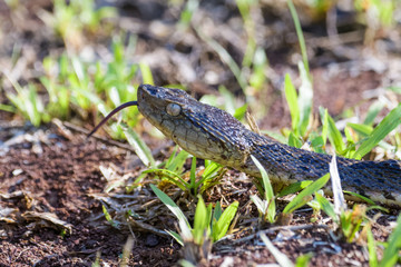 Wild fer de lance on the ground of the rainforest in the Carara National Park in Costa Rica