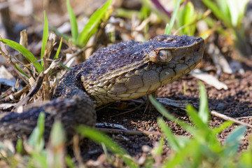 Wild fer de lance on the ground of the rainforest in the Carara National Park in Costa Rica