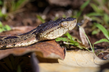 Wild fer de lance on the ground of the rainforest in the Carara National Park in Costa Rica