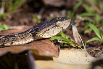Fototapeta premium Wild fer de lance slithering over a dead leaf while flicking its tongue in the Carara National Park of Costa Rica