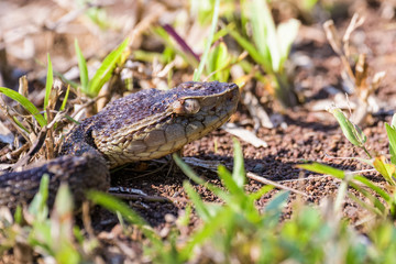 Wild fer de lance on the ground of the Carara National Park in Costa Rica