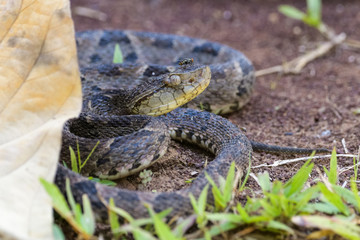 Wild fer de lance in a defensive striking position on the ground of the rainforest in the Carara National Park