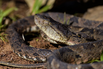 Wild fer de lance in a defensive striking position on the ground of the rainforest in the Carara National Park