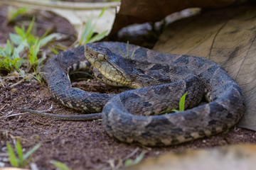 Wild fer de lance in a defensive striking position on the ground of the rainforest in the Carara National Park