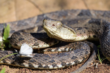 Wild fer de lance with a butterfly and flies on its body in the Carara National Park in Costa Rica