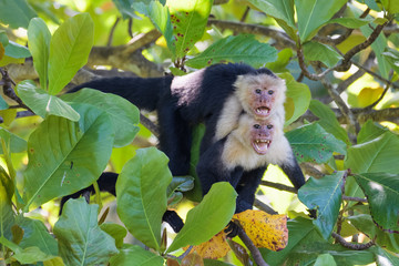 A pair of wild capuchin monkeys mating in an almond tree in the Carara National Park of Costa Rica