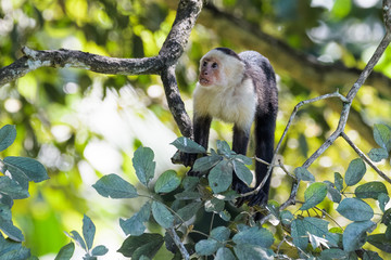 Wild capuchin monkey in a tree in the Carara National Park in Costa Rica © Thorsten Spoerlein