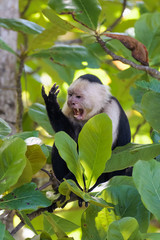 Wild capuchin monkey in an almond tree in the Carara national park in Costa Rica