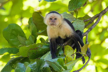 Wild capuchin monkey in an almond tree in the Carara national park in Costa Rica