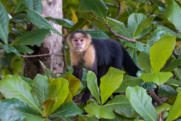 Wild capuchin monkey in an almond tree in the Carara national park in Costa Rica