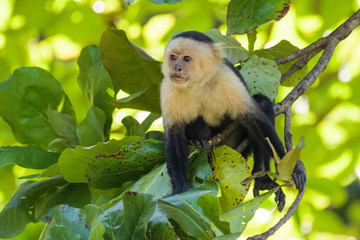 Wild capuchin monkey in an almond tree in the Carara national park in Costa Rica