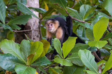 Wild capuchin monkey in an almond tree in the Carara national park in Costa Rica