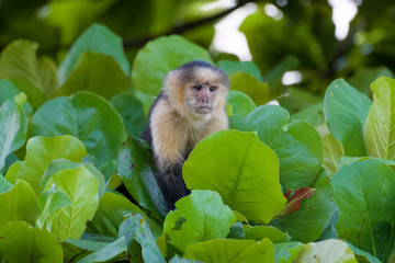 Wild capuchin monkey in an almond tree in the Carara national park in Costa Rica