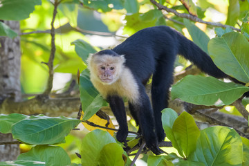 A wild capuchin monkey in an almond tree in the Carara National Park in Costa Rica