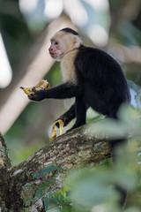 A wild capuchin monkey eating a banana in a tree in the Carara National Park in Costa Rica