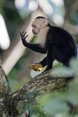 A wild capuchin monkey eating a banana in a tree in the Carara National Park in Costa Rica