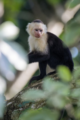 A wild capuchin monkey eating a banana in a tree in the Carara National Park in Costa Rica