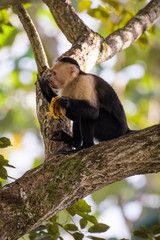 A wild capuchin monkey eating a banana in a tree in the Carara National Park in Costa Rica