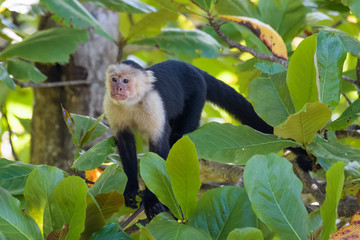 Wild capuchin monkey in an almond tree in the Carara National Park in Costa Rica