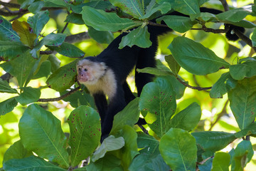 Wild capuchin monkey in an almond tree in the Carara National Park in Costa Rica