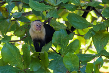 Wild capuchin monkey in an almond tree in the Carara National Park in Costa Rica