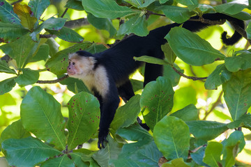 Wild capuchin monkey in an almond tree in the Carara National Park in Costa Rica