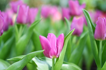 tulip pink color background