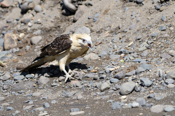 Yellow headed caracara at the Tarcoles river in Costa Rica