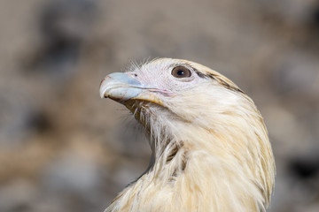 Yellow headed caracara at the Tarcoles river in Costa Rica