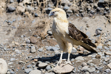 Yellow headed caracara at the Tarcoles river in Costa Rica
