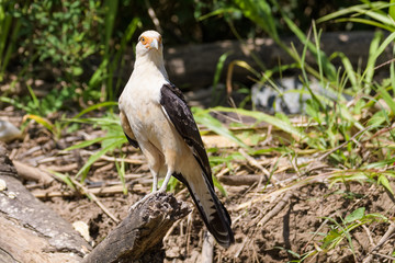 Yellow headed caracara on a log at the Tarcoles River in Costa Rica
