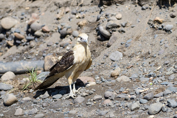 Yellow headed caracara at the Tarcoles river in Costa Rica