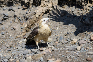Yellow headed caracara at the Tarcoles river in Costa Rica
