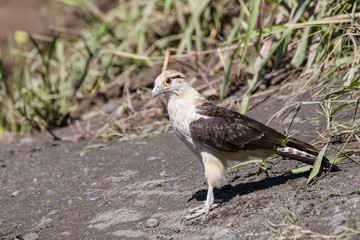 Yellow headed caracara at the Tarcoles river in Costa Rica