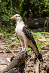 Yellow headed caracara on a log at the Tarcoles River in Costa Rica