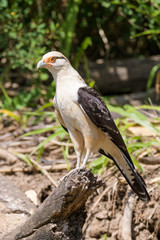 Yellow headed caracara on a log at the Tarcoles River in Costa Rica