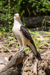 Yellow headed caracara on a log at the Tarcoles River in Costa Rica
