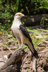Yellow headed caracara on a log at the Tarcoles River in Costa Rica