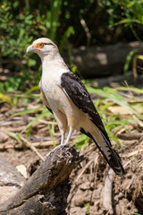 Yellow headed caracara on a log at the Tarcoles River in Costa Rica