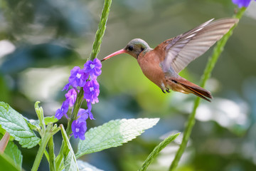 Rufous tailed hummingbird at a flower in the Carara national park in Costa Rica