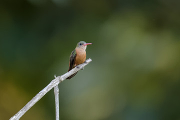 Rufous tailed hummingbird on a branch in the Carara National Park in Costa Rica