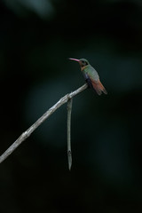 Rufous tailed hummingbird on a branch in the Carara National Park in Costa Rica