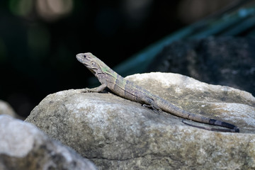Young spiny tailed iguana on a rock in the Carara National Park in Costa Rica