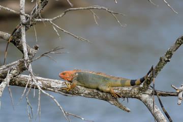 Green iguana in a tree at the Tarcoles river bridge in Costa Rica