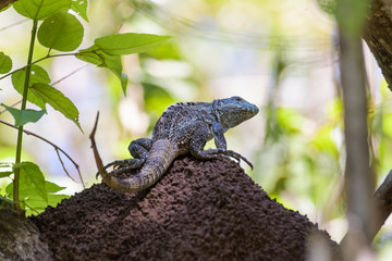 Spiny tailed iguana on a termite mound in the Carara National Park in Costa Rica