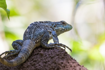 Spiny tailed iguana on a termite mound in the Carara National Park in Costa Rica