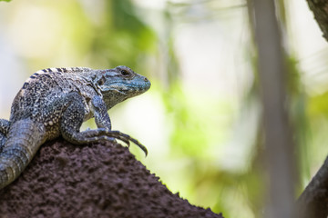 Spiny tailed iguana on a termite mound in the Carara National Park in Costa Rica
