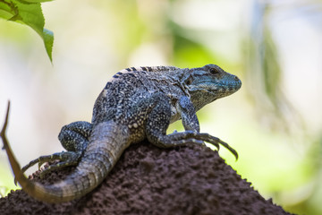 Spiny tailed iguana on a termite mound in the Carara National Park in Costa Rica